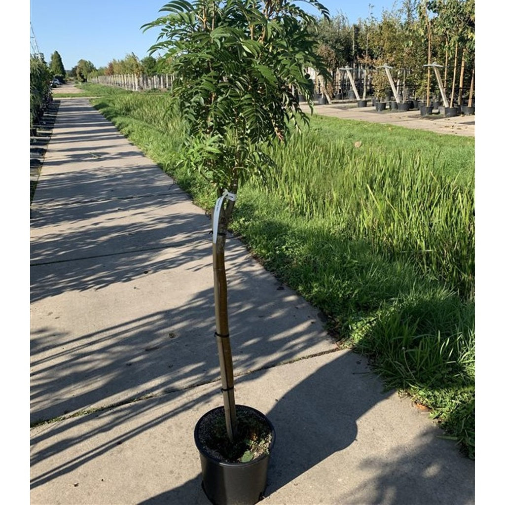 Rönn – Sorbus 'White Magic' - 120 CM Stem C10